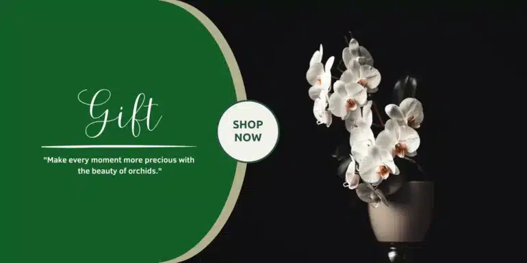 gift orchids