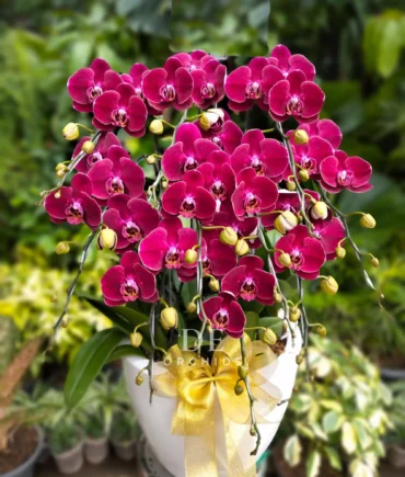 anggrek bulan merah maroon