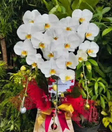 anggrek bulan edisi natal