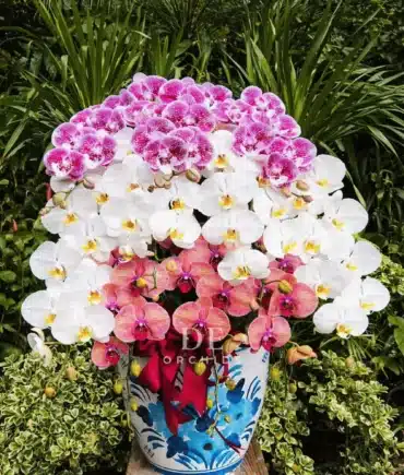 Anggrek Bulan Tricolor Royale